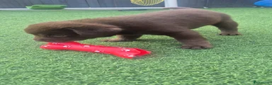 Chocolate Labrador Retriever 2