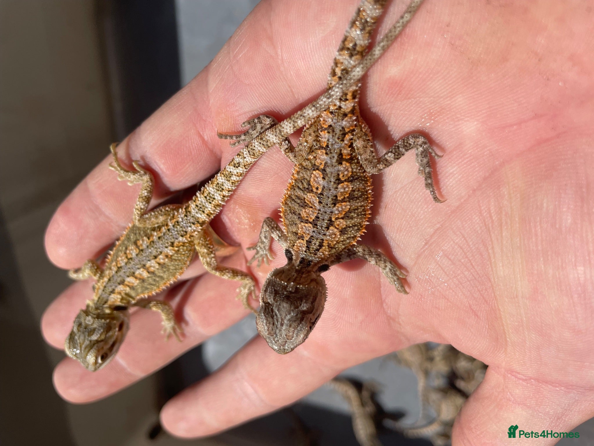 Bearded Dragon reptiles Bearded dragons  - Advert 2