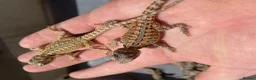 Bearded Dragon reptiles for sale: Bearded dragons  in Dover - Advert 1