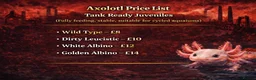 Axolotl reptiles for sale: Tank ready juvenile axolotls - Advert 11