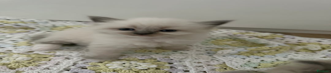 Ragdoll Kitten 2