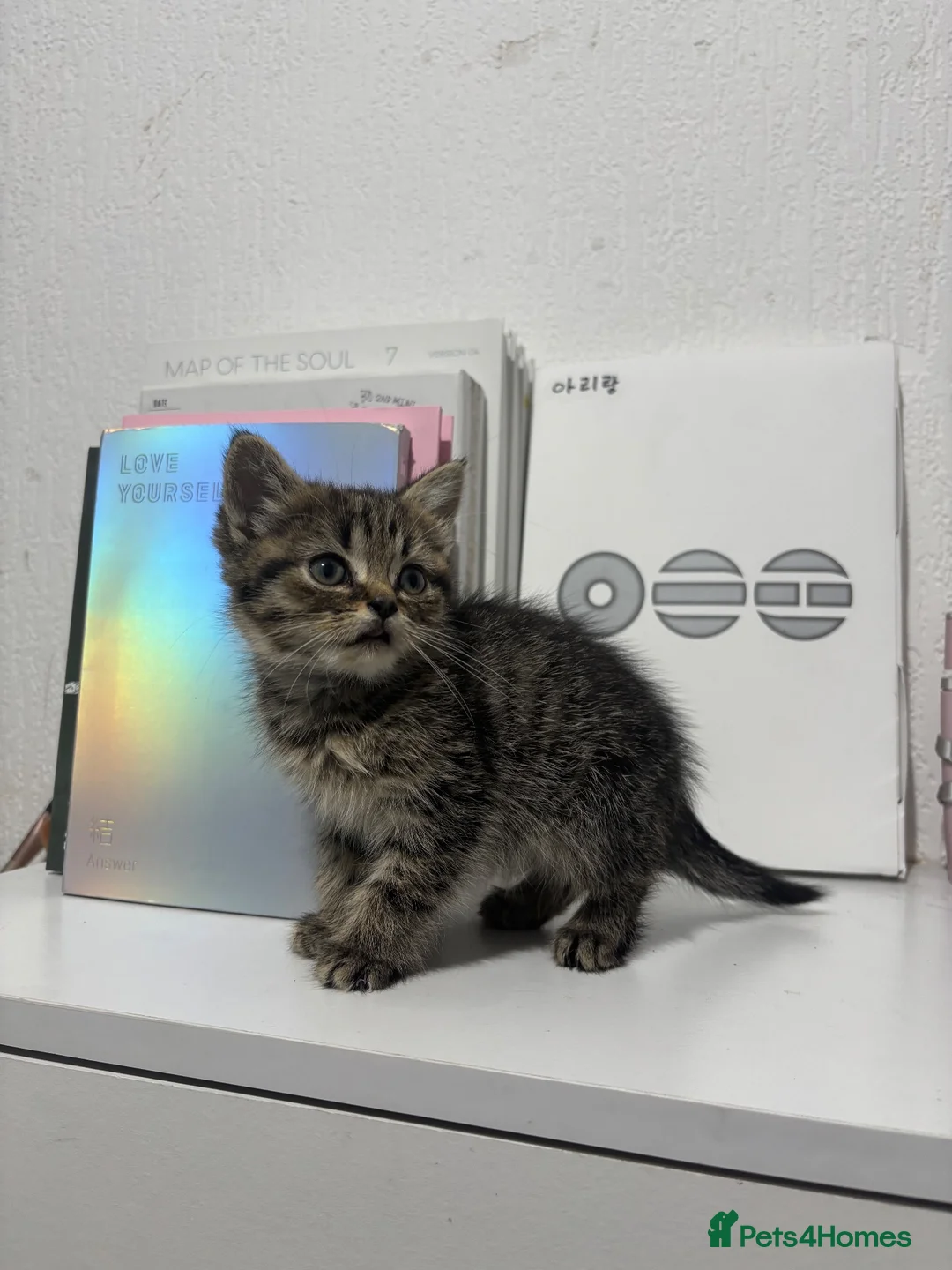 Mixed Breed cats for sale: Female tabby kitten - Advert 1