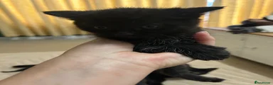 Mixed Breed Kitten 1