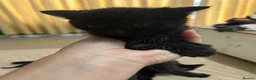 Mixed Breed cats for sale: Black kittens for sale - 2 boys & 1 girl  - Advert 4