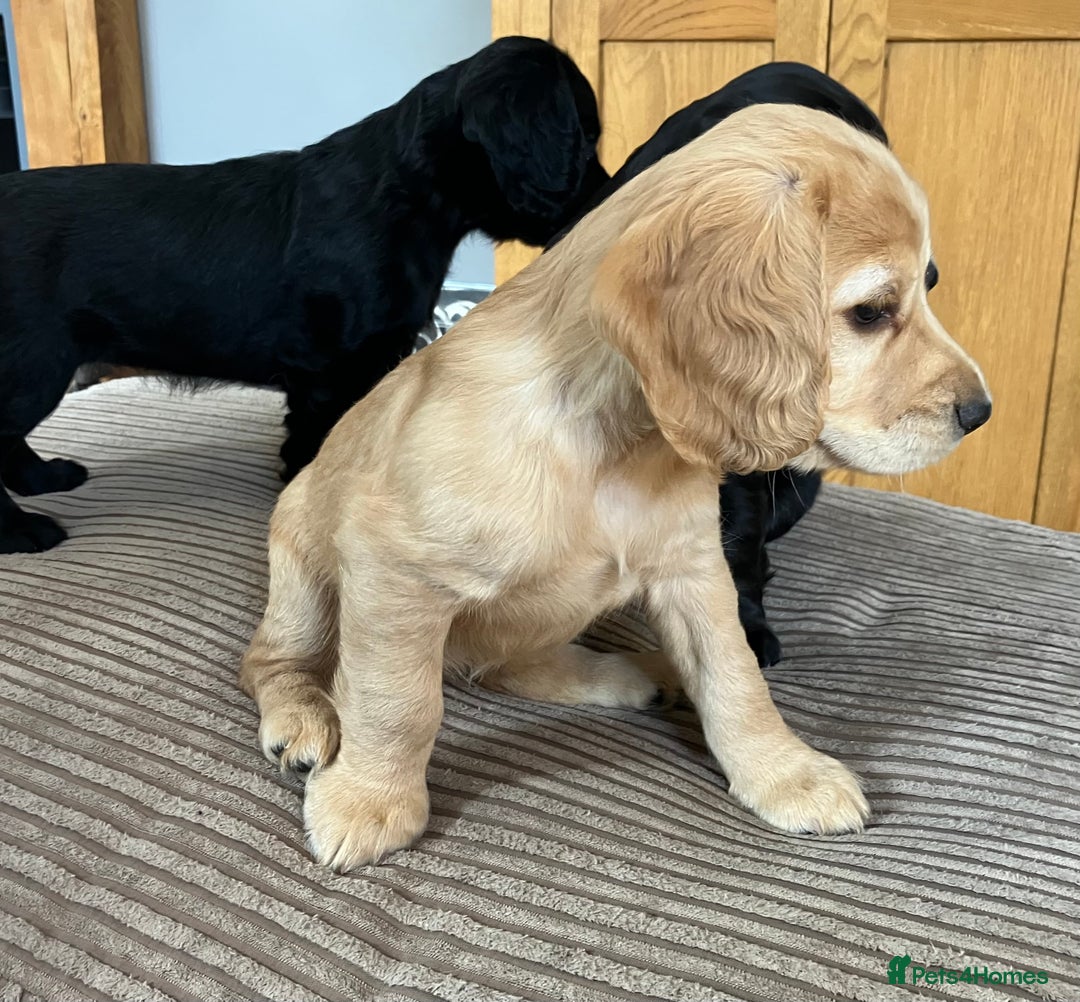 Cocker Spaniel dogs for sale: Working cocker spaniel pups  - Image 19