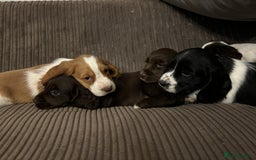 Cocker Spaniel dogs for sale: Cocker Spaniel Puppies   - Image 1