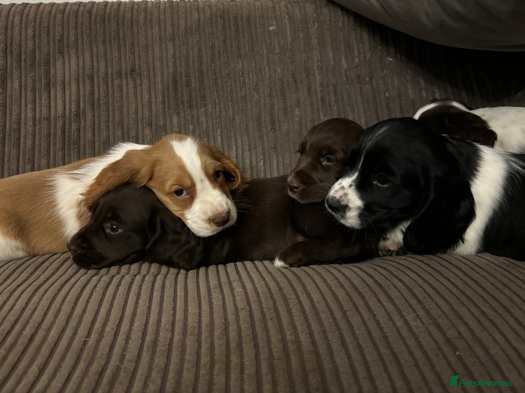Cocker Spaniel dogs for sale: Cocker Spaniel Puppies   - Image 1
