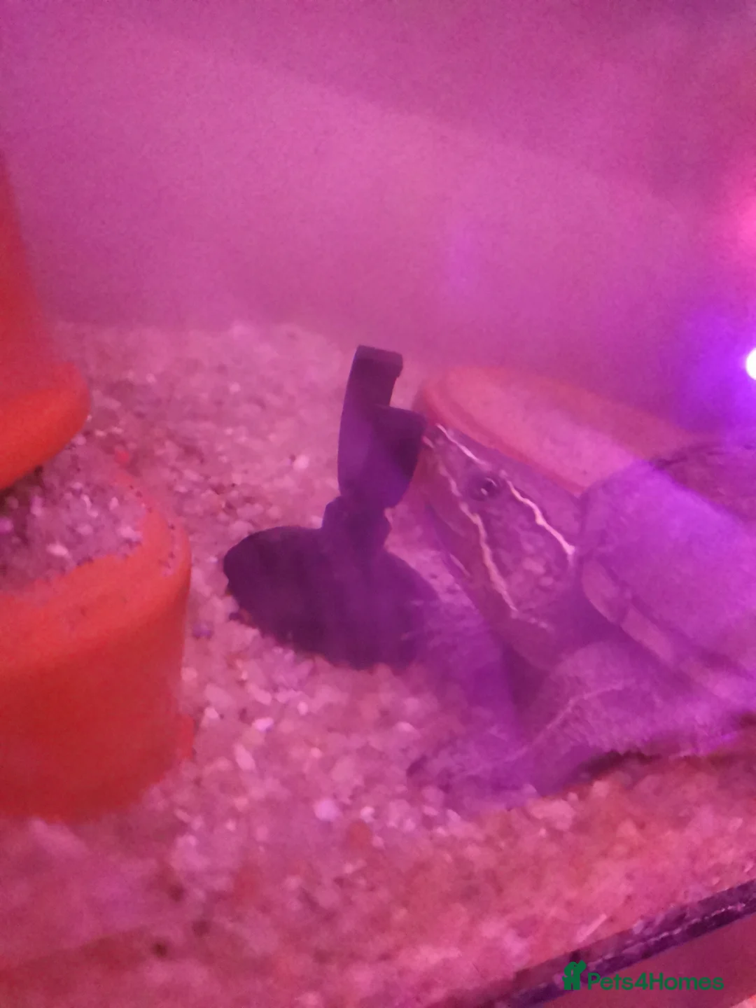 Turtle reptiles for sale: Turtle being given away - Advert 2