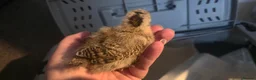 Chickens poultry for sale: Silkie x pekin bantam  - Advert 19