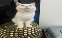 Brazilian Shorthair cats for sale: Last 2 BSH BOYS GCCF registered !!! - Image 12