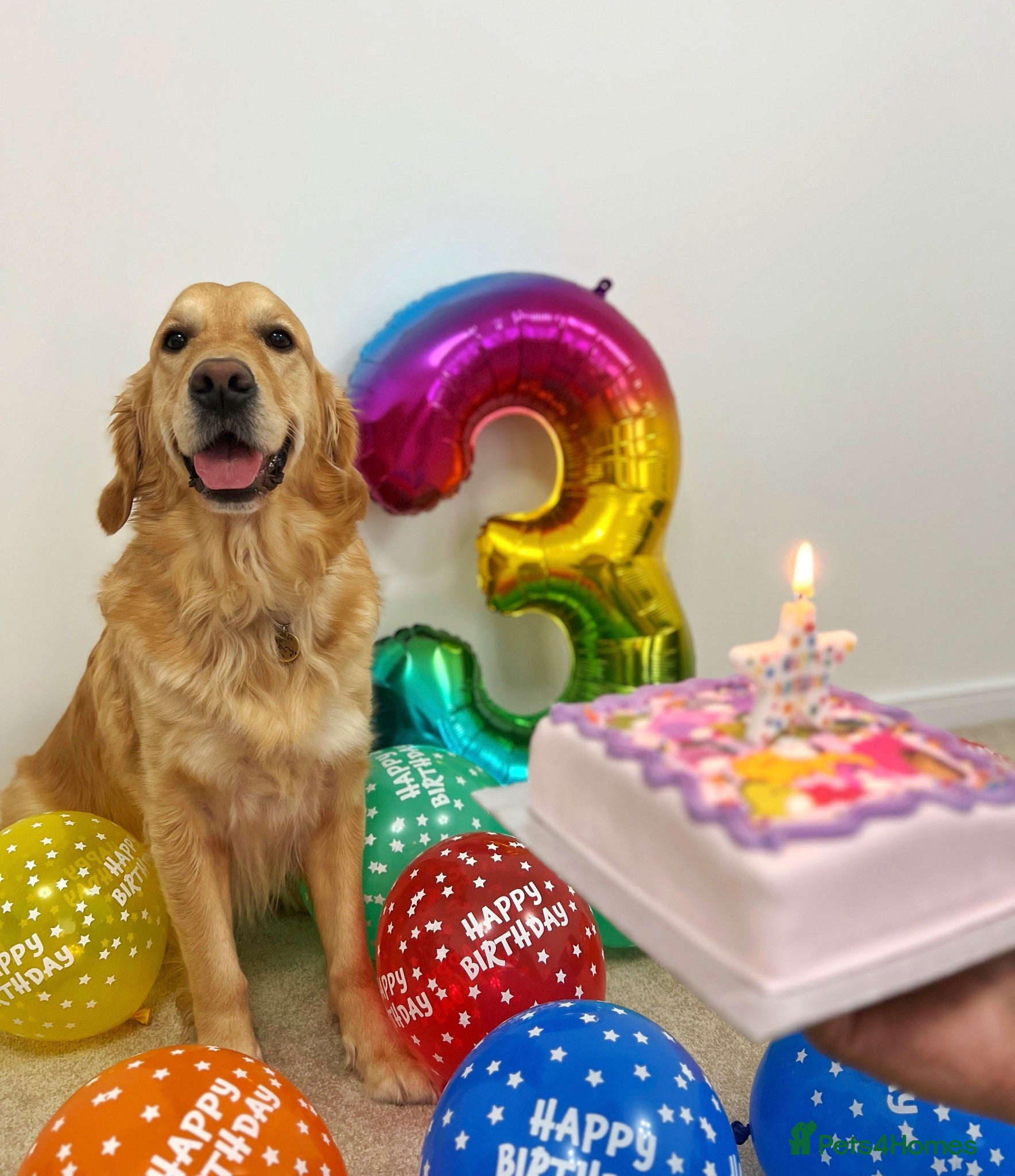 Golden Retriever dogs Golden Retriever - Seeking an Experienced Home - Advert 1