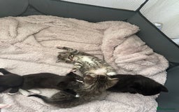 Domestic Shorthair cats for sale: Gorgeous kittens - Image 4