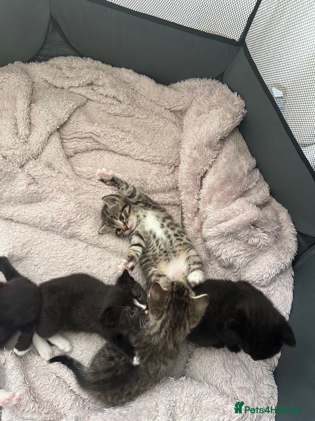 Domestic Shorthair cats for sale: Gorgeous kittens - Image 4