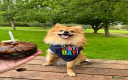 Mixed Breed dogs for sale: My lovely boy. - Image 4