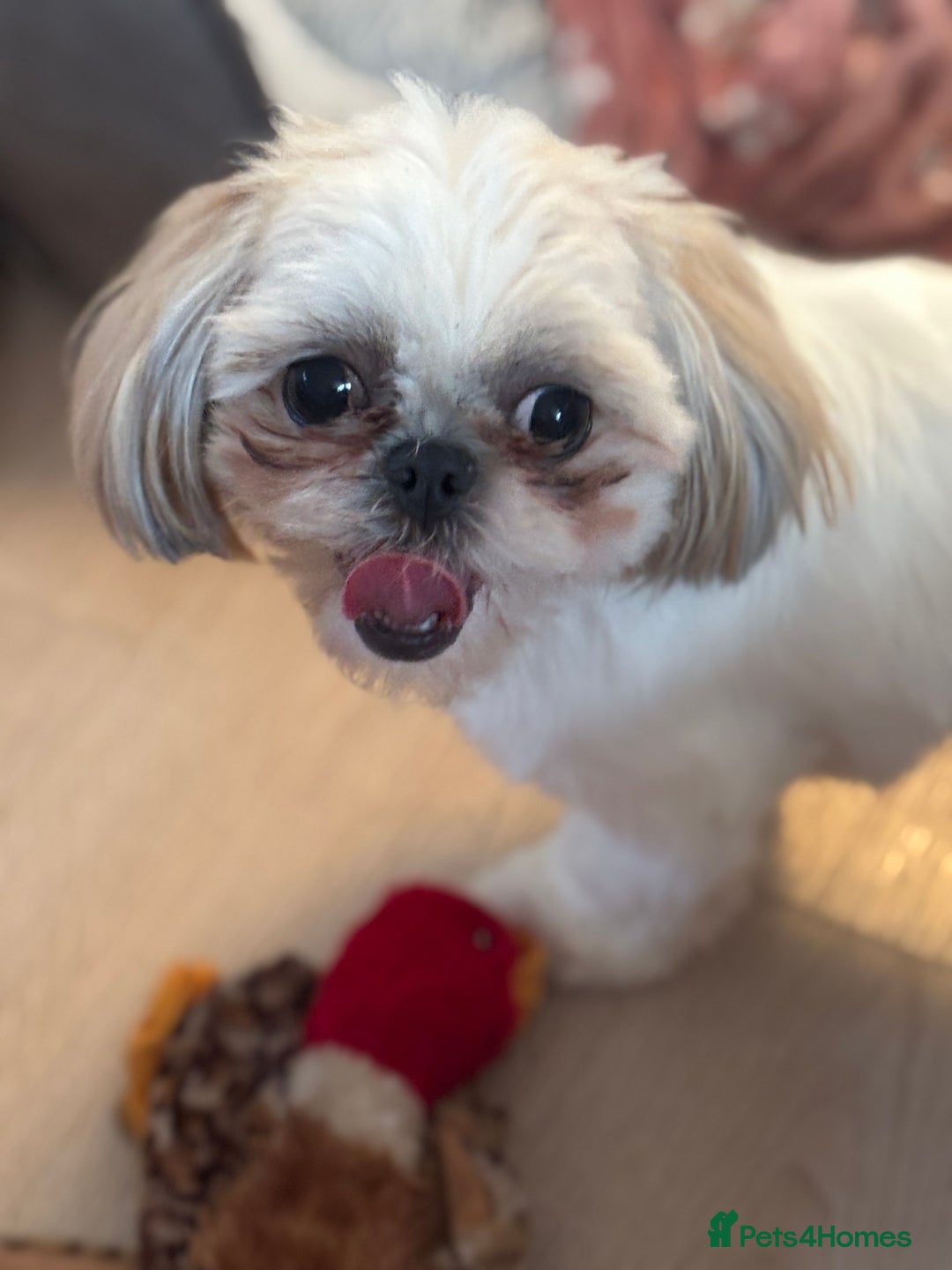 Shih Tzu dogs for sale: Pure Breed Female Shih Tzu for Re-Homing - Image 6