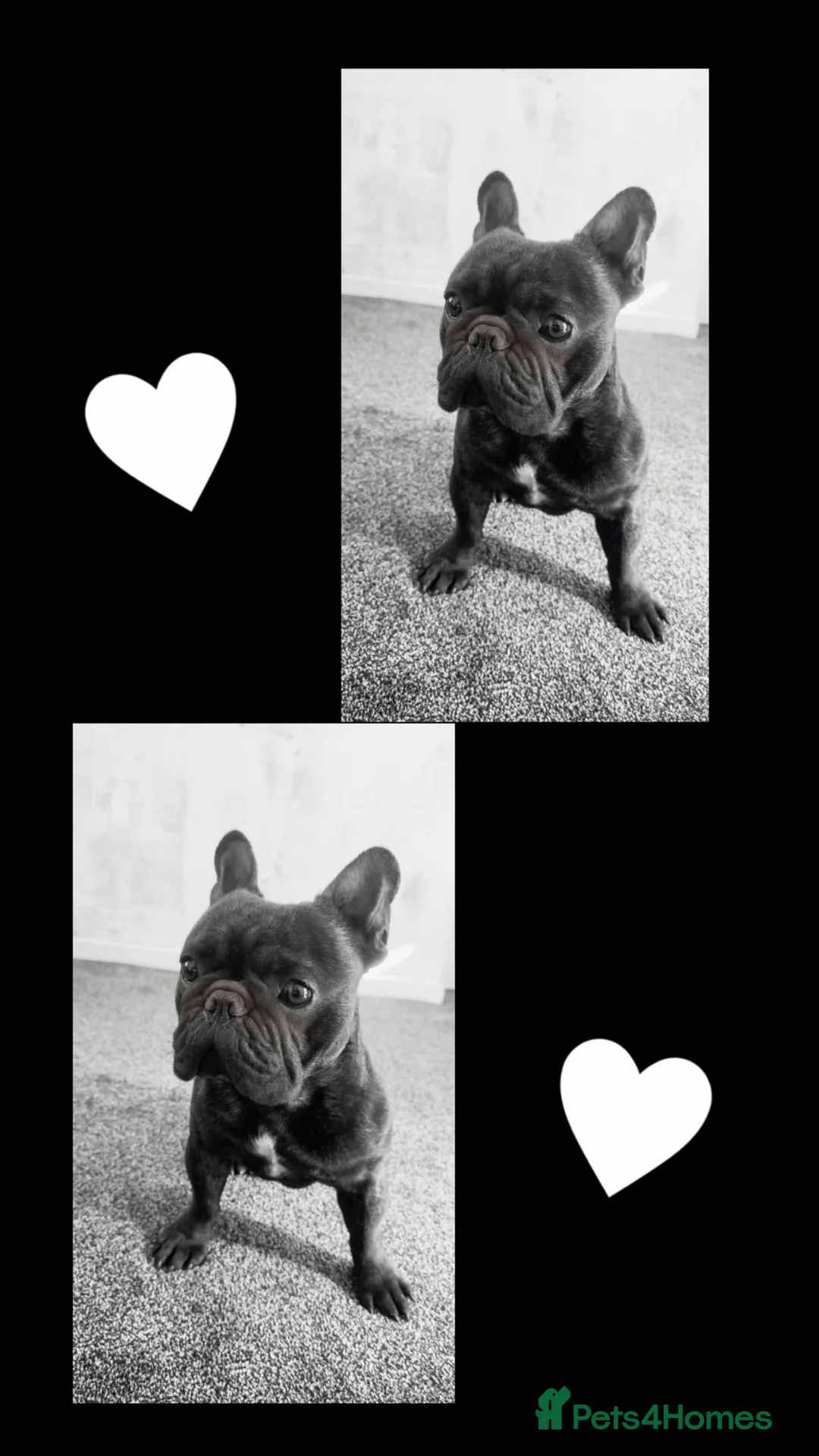 French Bulldog dogs for sale: French bulldog male  in Pontefract - Advert 3