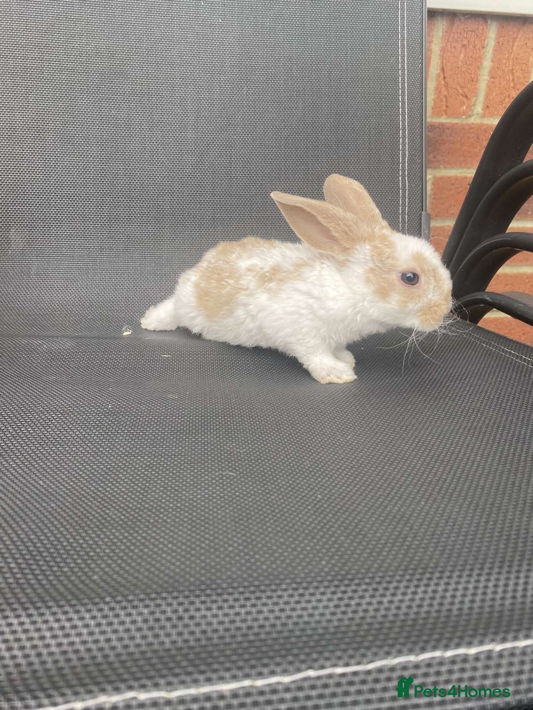 French Lop rabbits for sale: Baby lops in Hexham - Image 27