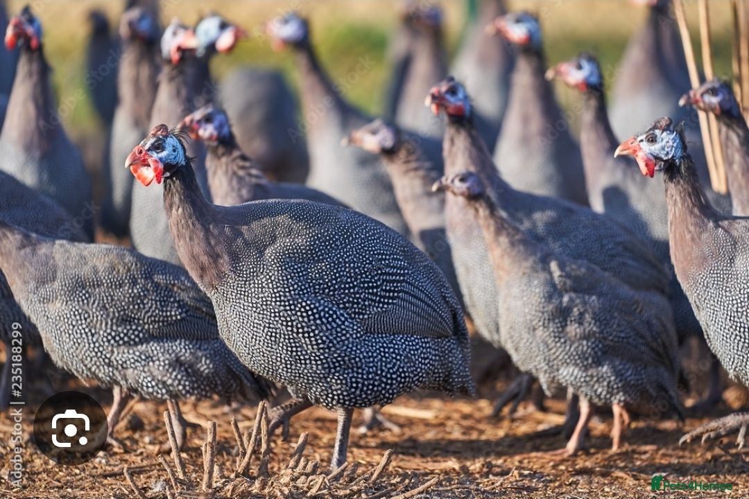 Guinea Fowl poultry Guinea fowl keets & eggs - Advert 1