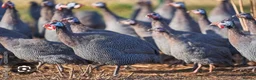 Guinea Fowl poultry for sale: Guinea fowl keets & eggs in Langholm - Advert 1