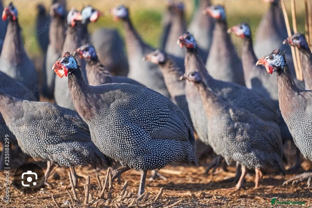 Guinea Fowl poultry for sale: Guinea fowl keets & eggs in Langholm - Advert 1