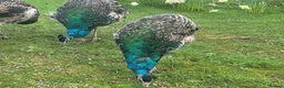 Peafowl poultry for sale: Mother and 5 Chicks in Bude - Advert 3