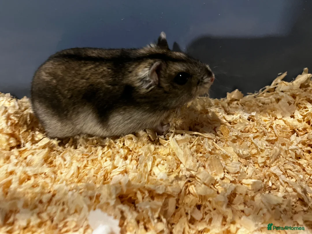 Hamster rodents for sale: Hamster  - Advert 1