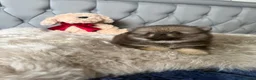 Pomeranian dogs for sale: Wolf & Orange Sable Teddy Bear Pomeranian Puppies - Advert 10