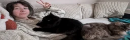 Mixed Breed cats for sale: Isha  - Advert 7