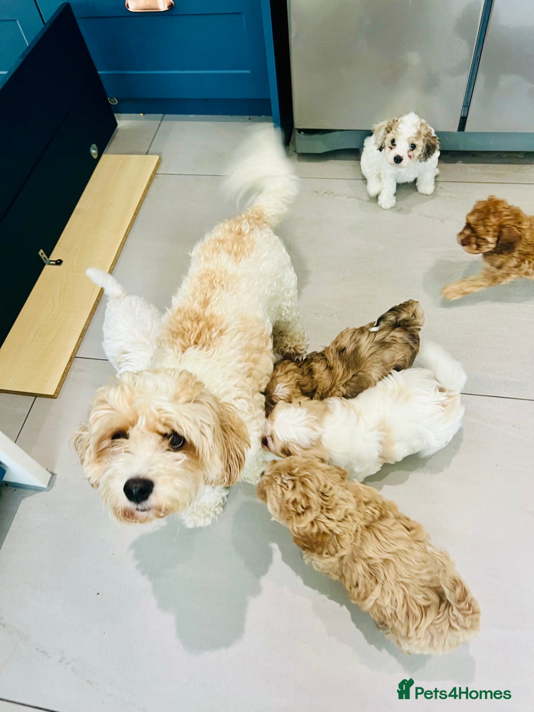 Cavapoochon dogs for sale: 6 beautiful Cavapoochons for sale. Wilmslow. - Image 24