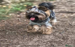 Yorkshire Terrier dogs for stud: MINI YORKSHIRE TERRIER FOR STUD - Image 5