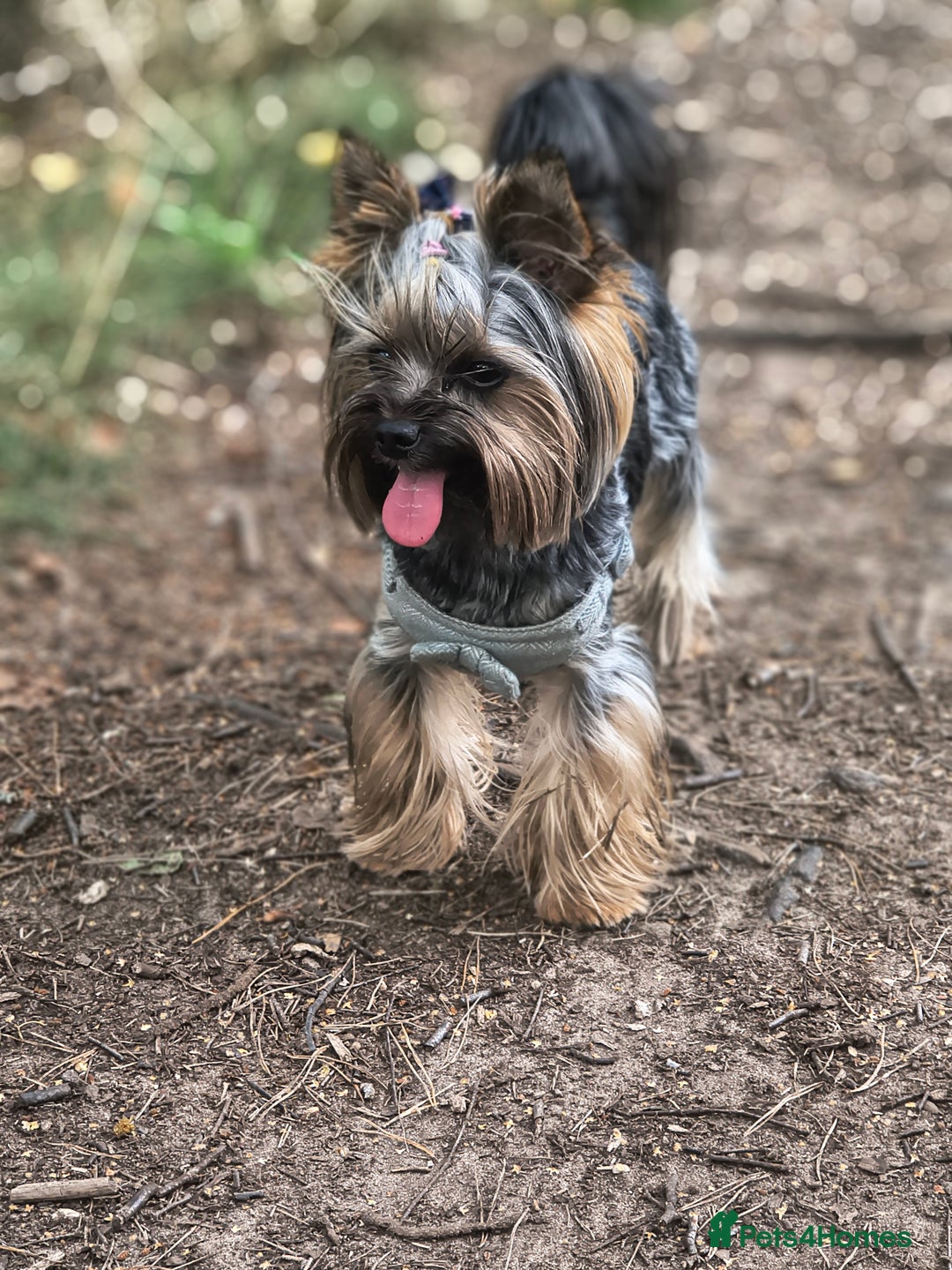 Yorkshire Terrier dogs for stud: MINI YORKSHIRE TERRIER FOR STUD - Image 5