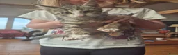 Mixed Breed cats for sale: Beautifully marked kittens  - Advert 2
