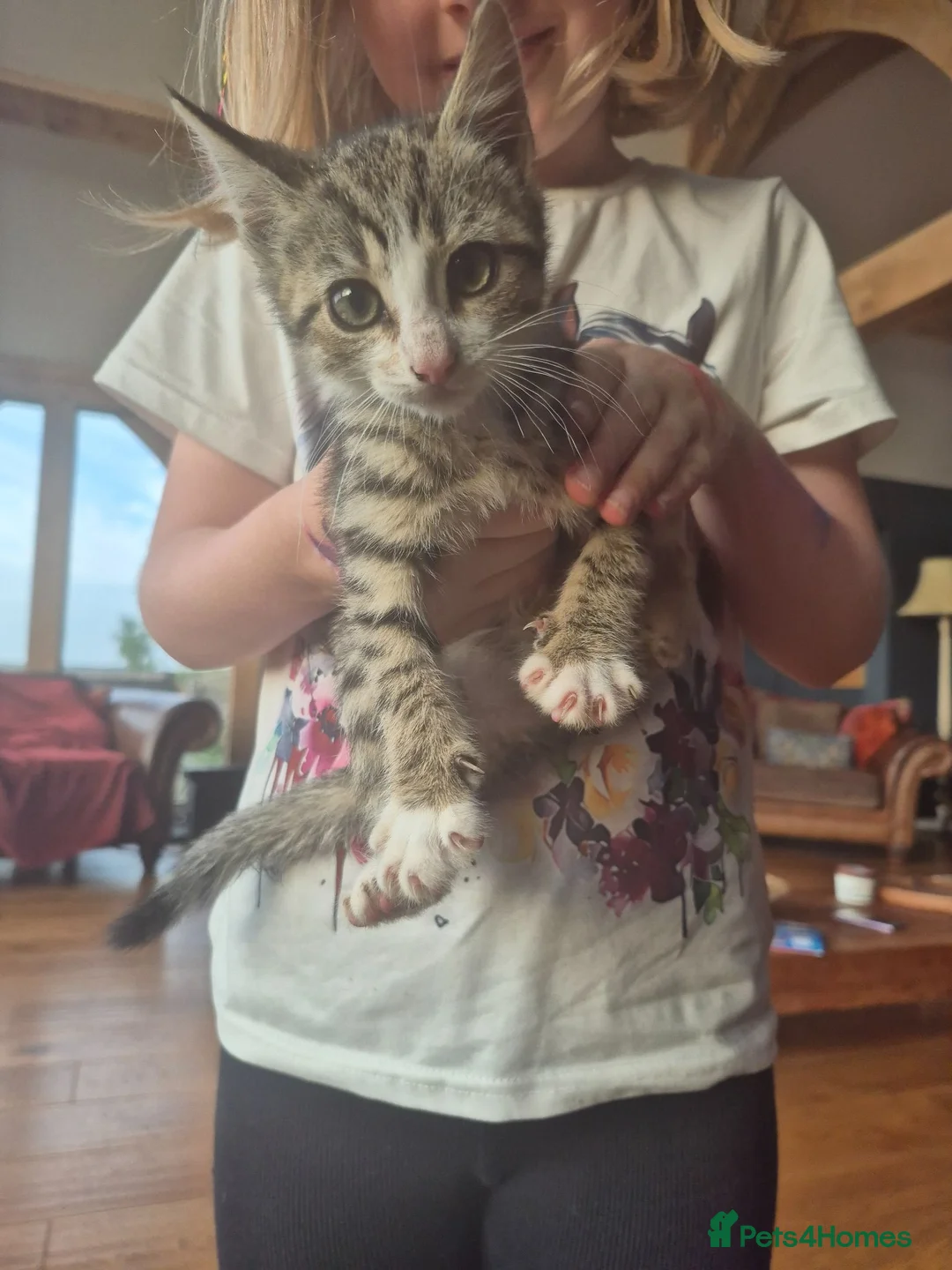 Mixed Breed cats for sale: Beautifully marked kittens  - Advert 2