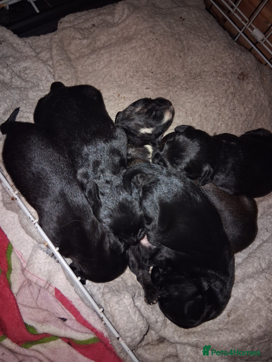 Mixed Breed dogs for sale: 5 staff x cockapoo pups  - Advert 13
