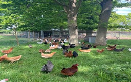 Chickens poultry for sale: Lovely Point of Lay Hybrid Hens - Image 8