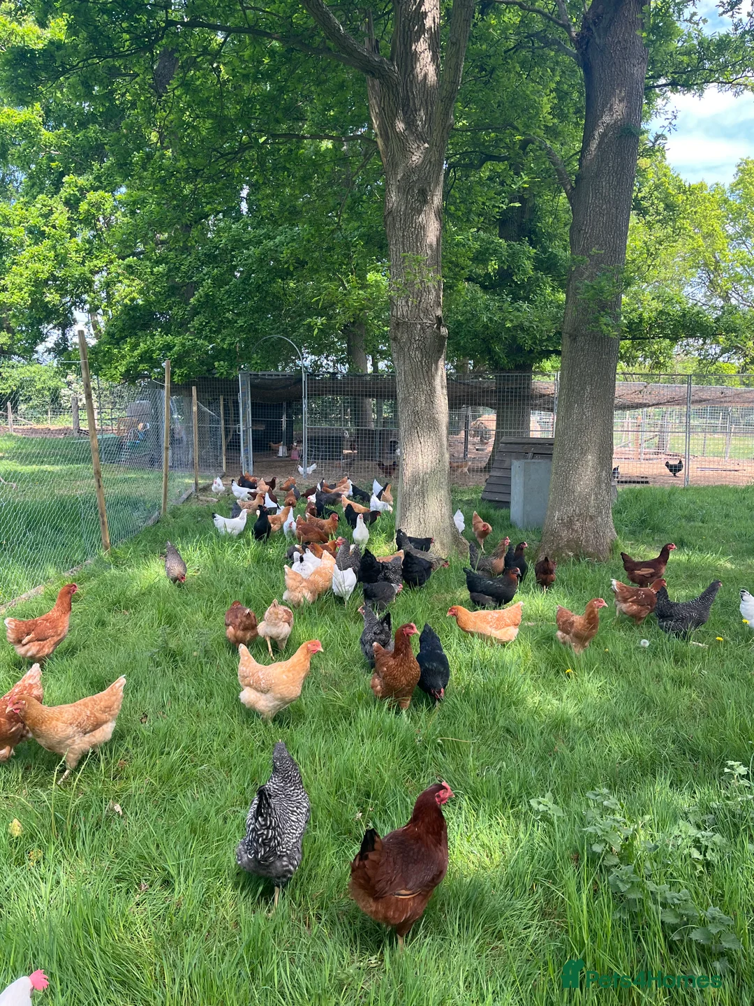 Chickens poultry for sale: Lovely Point of Lay Hybrid Hens - Advert 8