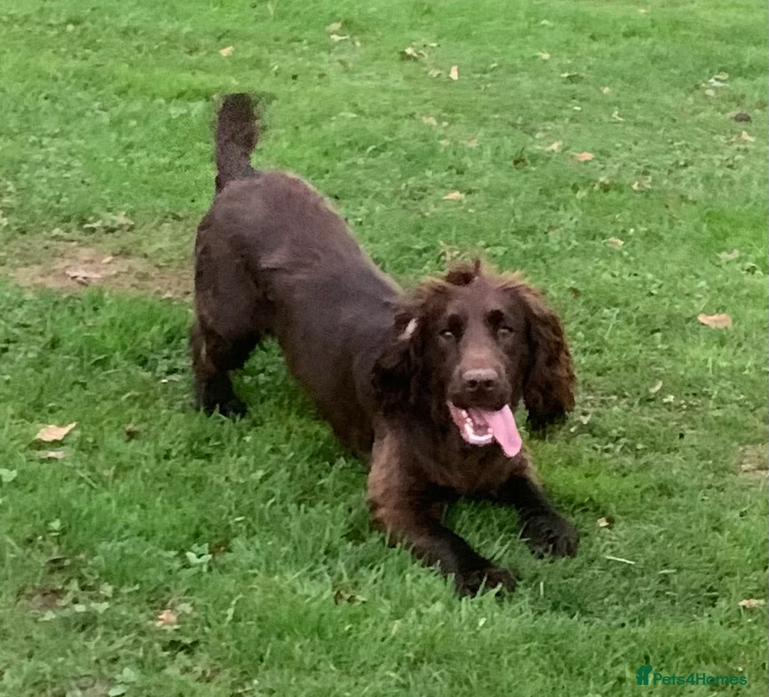 Cocker Spaniel dogs for stud: Boris (Bryn Rhos Major) for stud in Ammanford - Advert 4