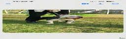 Olde English Bulldogge dogs for sale: One of a kind male puppy - Advert 3