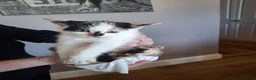 Mixed Breed cats for sale: Four little kittens  - Advert 4