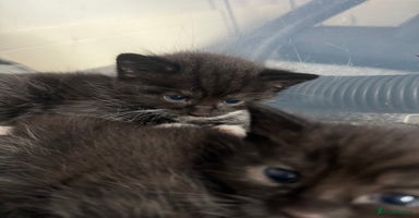 British Shorthair cats - Advert 7