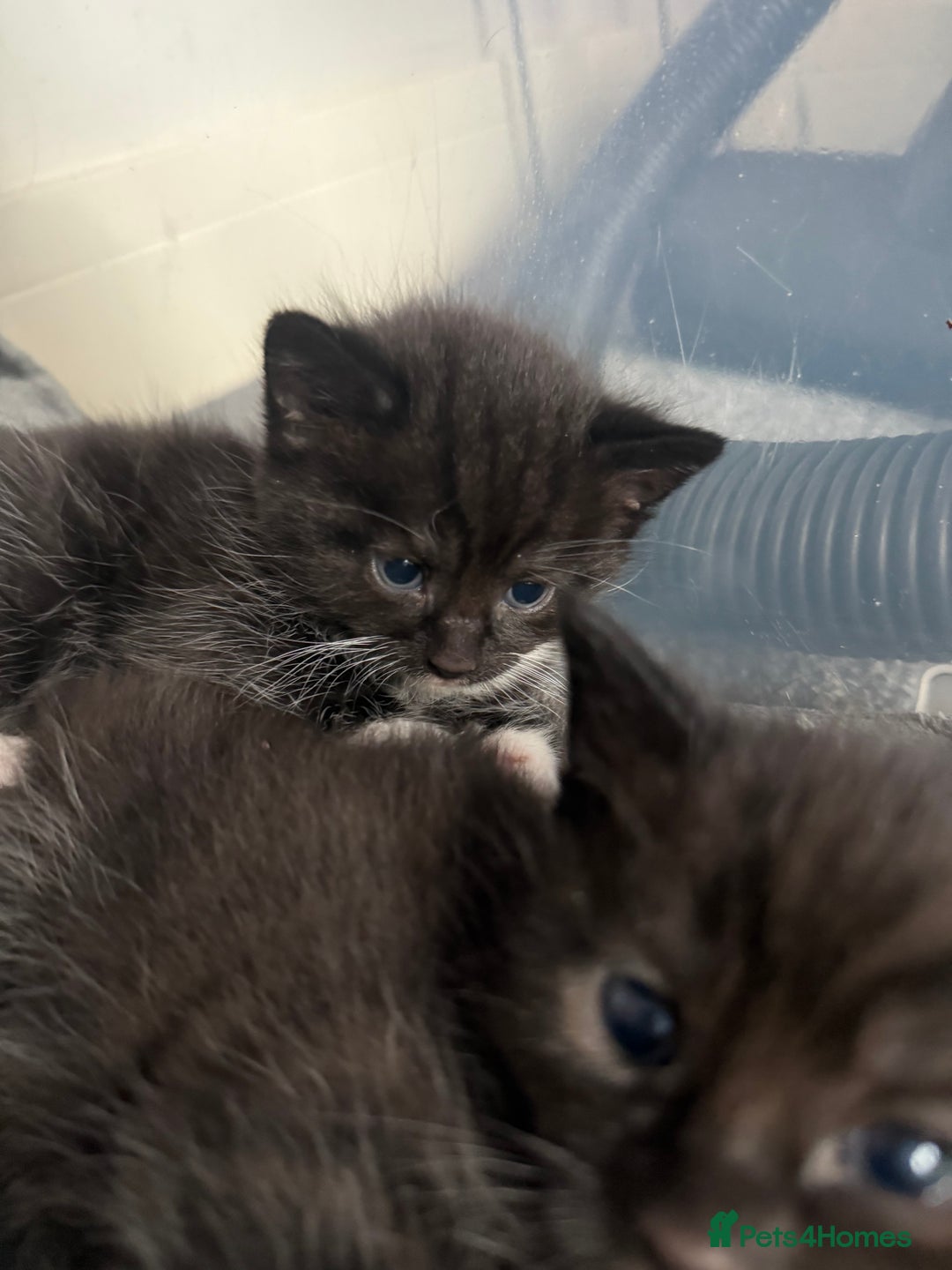 British Shorthair cats for sale: 4 Kittens available - Image 2