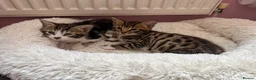 Mixed Breed cats for sale: Mixed bengal  - Advert 6