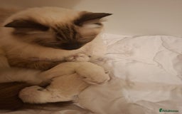 Ragdoll cats for sale: Stunning Ragdoll Kittens - Advert 1
