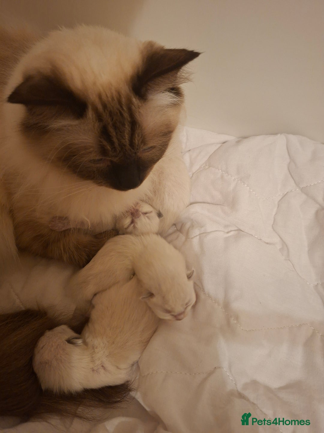 Ragdoll cats for sale: Stunning Ragdoll Kittens - Advert 1