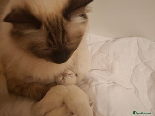 Ragdoll cats Stunning Ragdoll Kittens - Advert 1