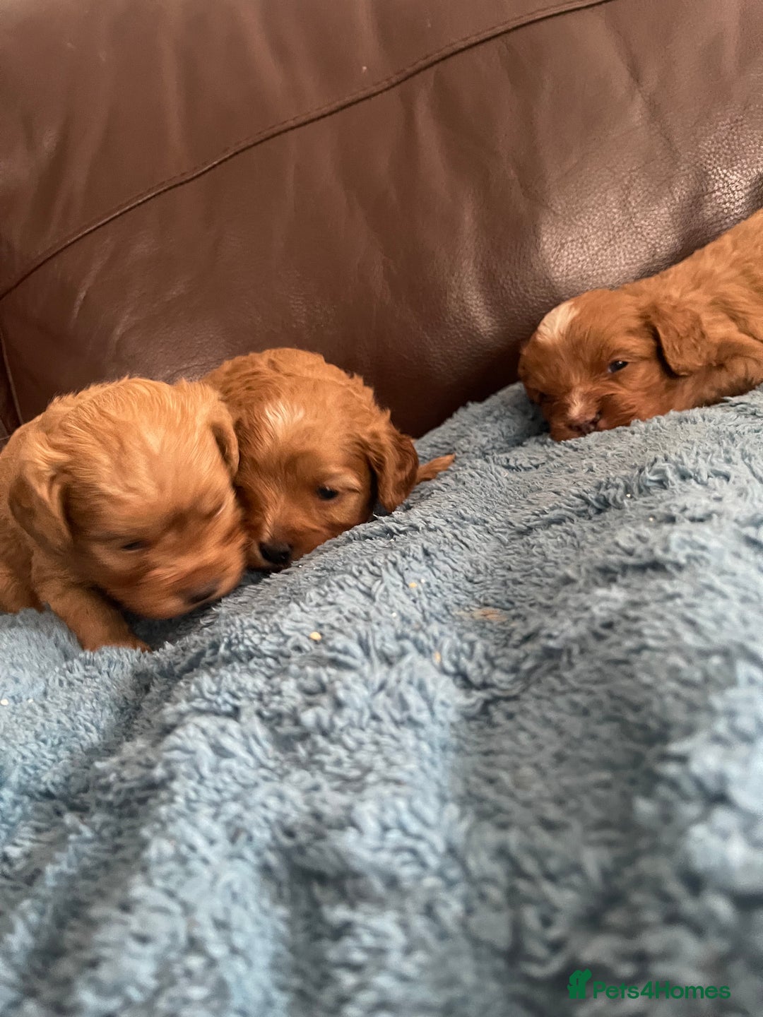 Cavapoo dogs for sale: Cavapoos puppies boys  - Image 7