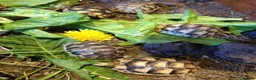 Tortoise reptiles for sale: Baby Marginated Tortoise 2026 Hatchlings - Advert 3