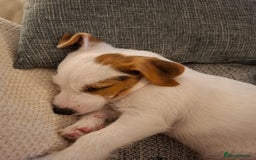 Jack Russell dogs for sale: Jack Russell puppy 13 weeks male - Image 2