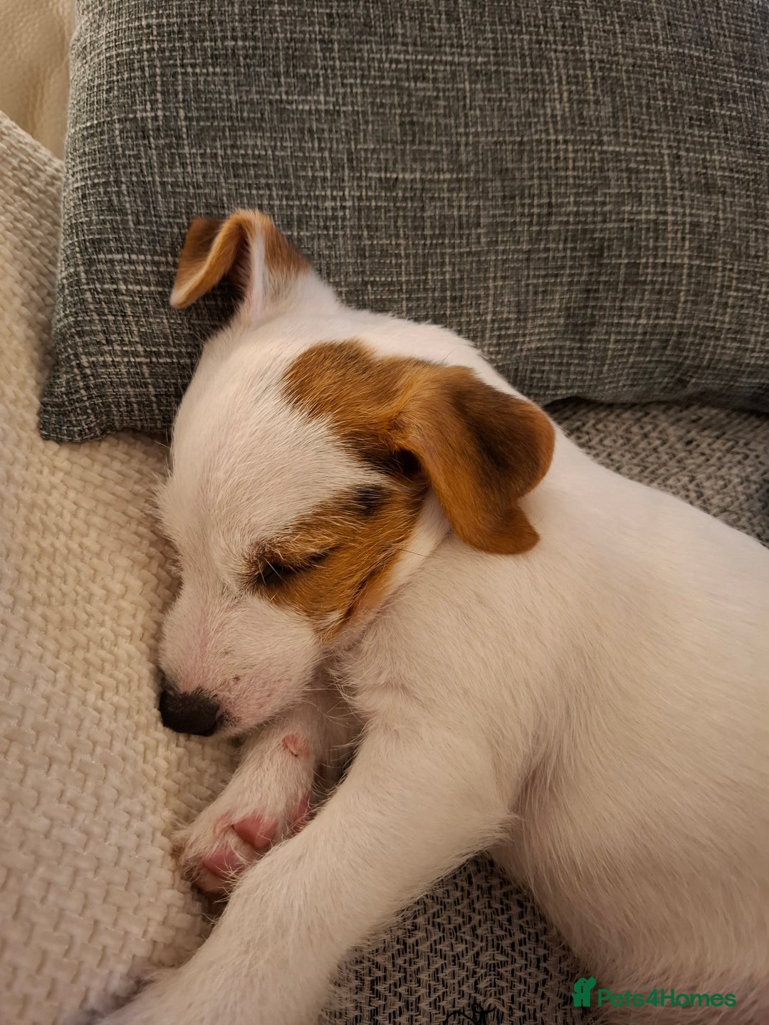 Jack Russell dogs for sale: Jack Russell puppy 13 weeks male - Image 2