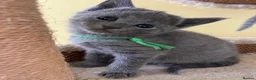 Russian Blue cats for sale: TICA REGISTERED Pure Breed Russian Blue Kittens - Advert 5